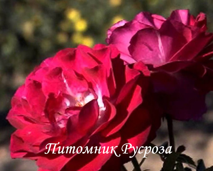 ANDRE RIEU