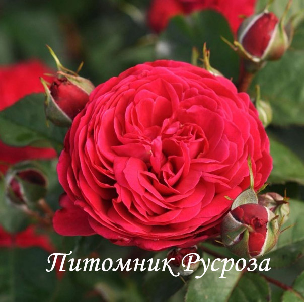 ANDRE RIEU