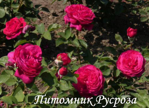 ANDRE RIEU