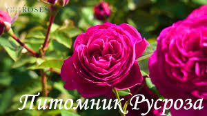 ANDRE RIEU
