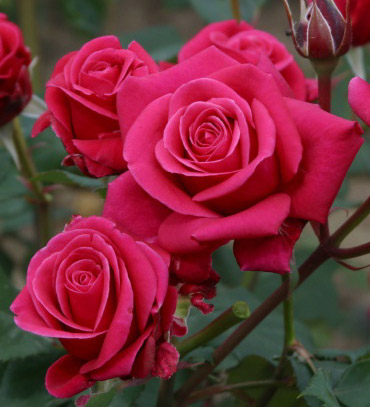 CHARISMA (CRAZY PINK VOLUPTIA) ШТ 90-100