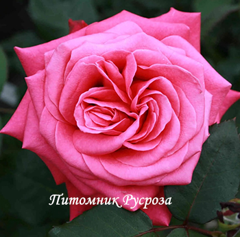 CHARISMA (CRAZY PINK VOLUPTIA) ШТ 90-100