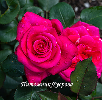 CHARISMA (CRAZY PINK VOLUPTIA) ШТ 90-100