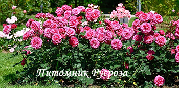 CHARISMA (CRAZY PINK VOLUPTIA) ШТ 90-100