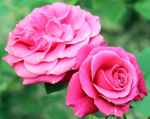 CHARISMA (CRAZY PINK VOLUPTIA) ШТ 90-100