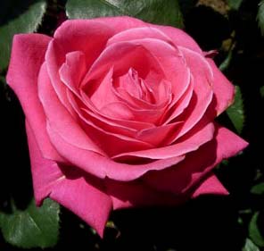 CHARISMA (CRAZY PINK VOLUPTIA) ШТ 90-100