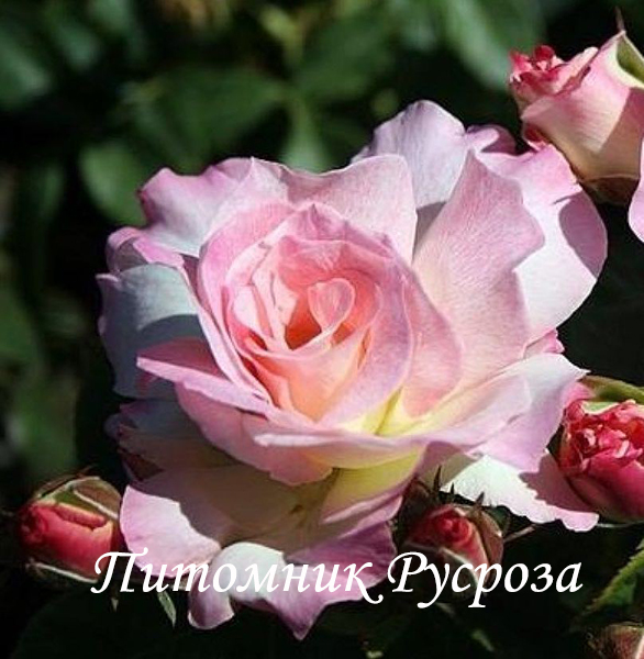 CHARLES AZNAVOUR ШТ 90-100