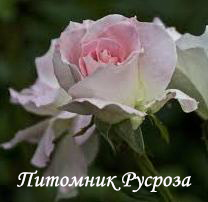 CHARLES AZNAVOUR ШТ 90-100