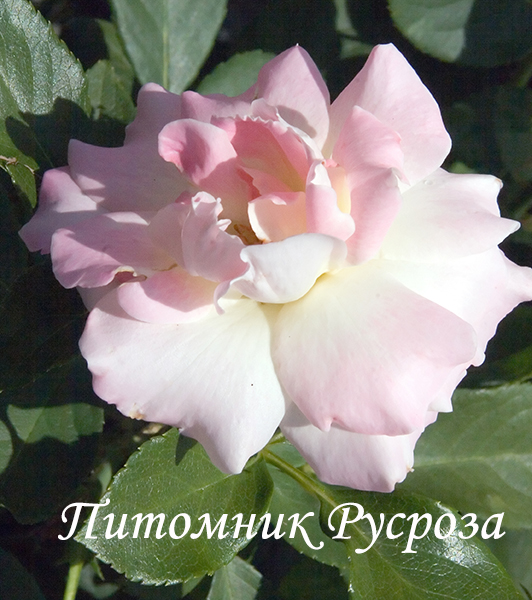 CHARLES AZNAVOUR ШТ 90-100