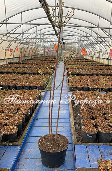 CHARMANT ШТ 60-90-120