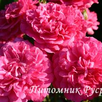 CHARMANT ШТ 60-90-120