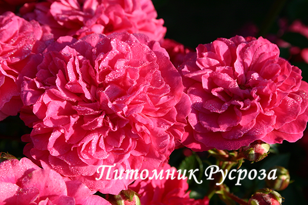 CHARMANT ШТ 60-90-120