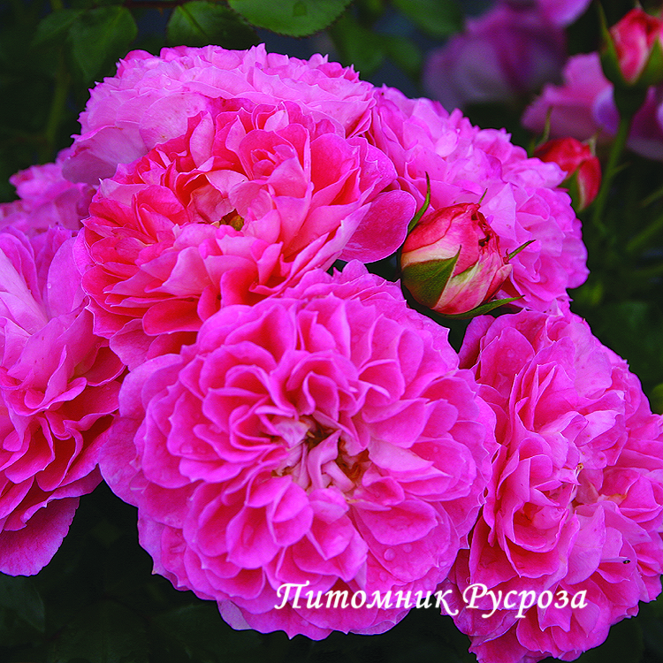 CHARMANT ШТ 60-90-120