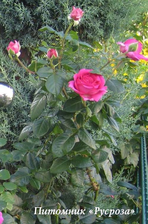 CHARTREUSE DE PARME ШТ 80-90