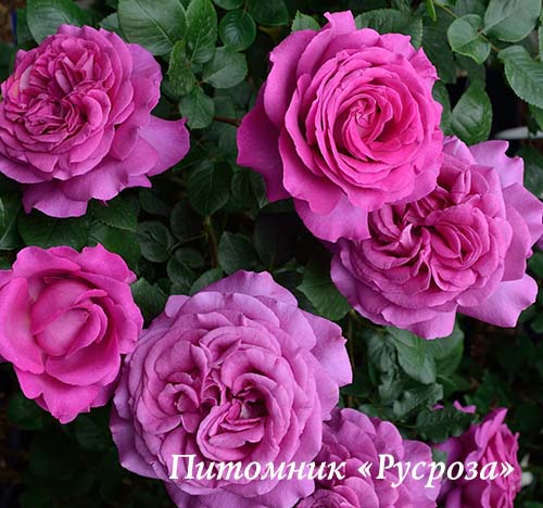 CHARTREUSE DE PARME ШТ 80-90