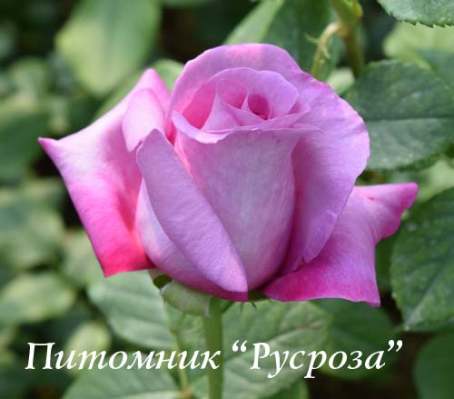 CHARTREUSE DE PARME ШТ 80-90