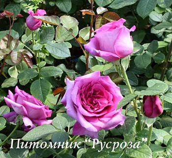 CHARTREUSE DE PARME ШТ 80-90