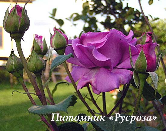 CHARTREUSE DE PARME ШТ 80-90