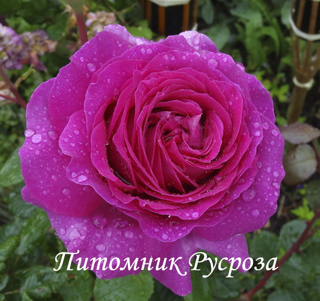 CHARTREUSE DE PARME ШТ 80-90