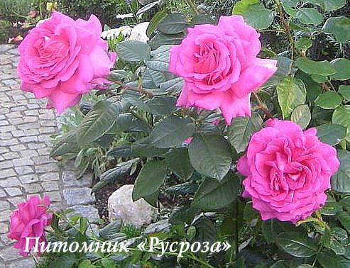 CHARTREUSE DE PARME ШТ 80-90