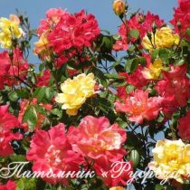 ПОЛЬКА-БАБОЧКА