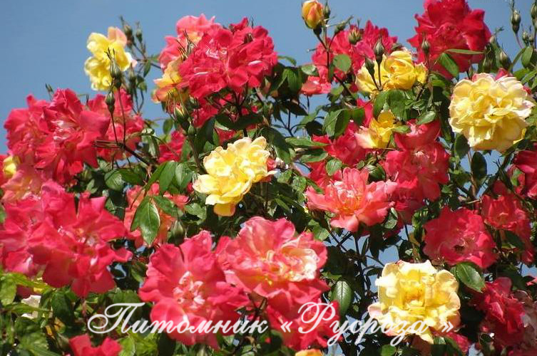 ПОЛЬКА-БАБОЧКА