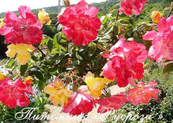 ПОЛЬКА-БАБОЧКА