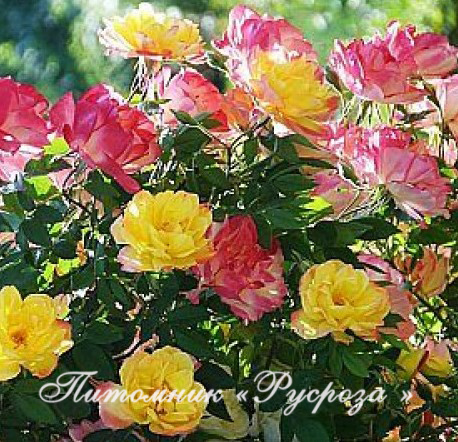 ПОЛЬКА-БАБОЧКА