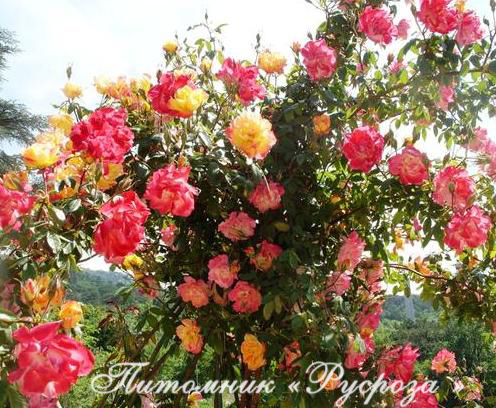 ПОЛЬКА-БАБОЧКА