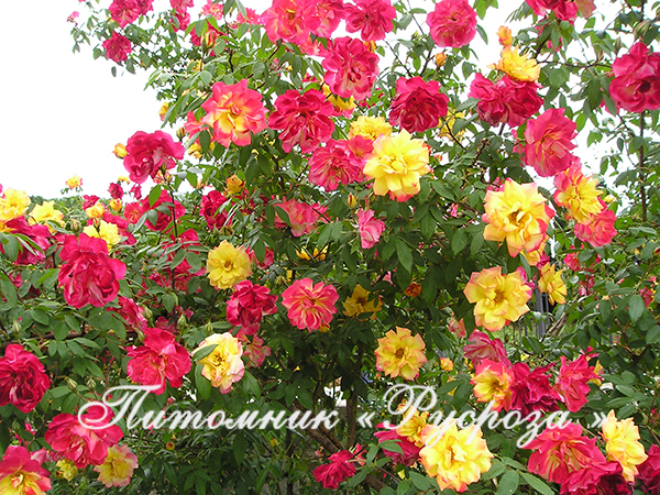 ПОЛЬКА-БАБОЧКА