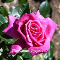 ПРЕКРАСНАЯ ТАВРИДА