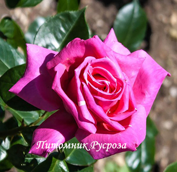 ПРЕКРАСНАЯ ТАВРИДА