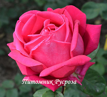 ПРЕКРАСНАЯ ТАВРИДА