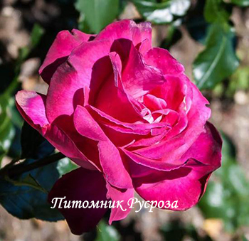 ПРЕКРАСНАЯ ТАВРИДА