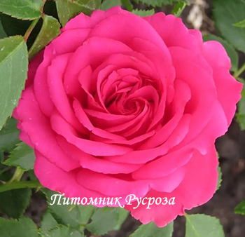 ПРЕКРАСНАЯ ТАВРИДА