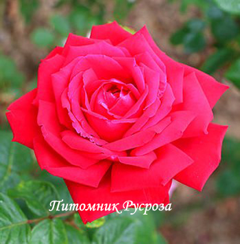 ПРЕКРАСНАЯ ТАВРИДА