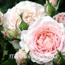 ПРОФЕССОР ВИКТОР ИВАНОВ