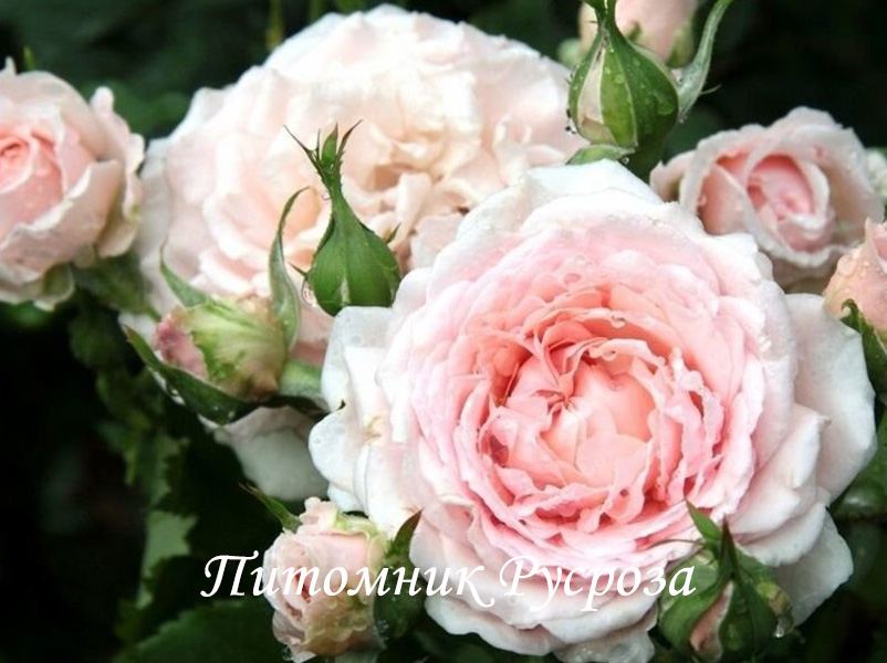 ПРОФЕССОР ВИКТОР ИВАНОВ