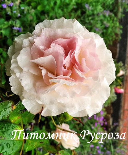 ПРОФЕССОР ВИКТОР ИВАНОВ