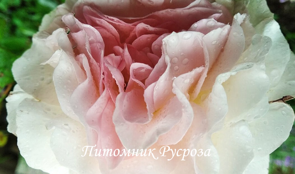 ПРОФЕССОР ВИКТОР ИВАНОВ