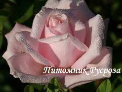 ПРОФЕССОР ВИКТОР ИВАНОВ