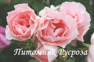 ПРОФЕССОР ВИКТОР ИВАНОВ