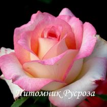 РУССКАЯ КРАСАВИЦА