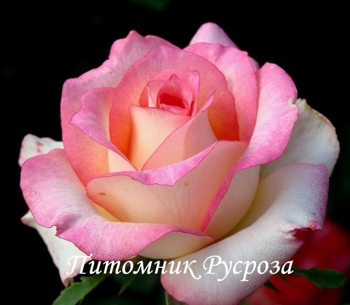 РУССКАЯ КРАСАВИЦА