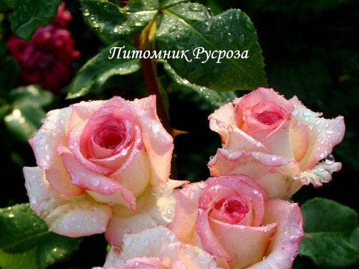 РУССКАЯ КРАСАВИЦА