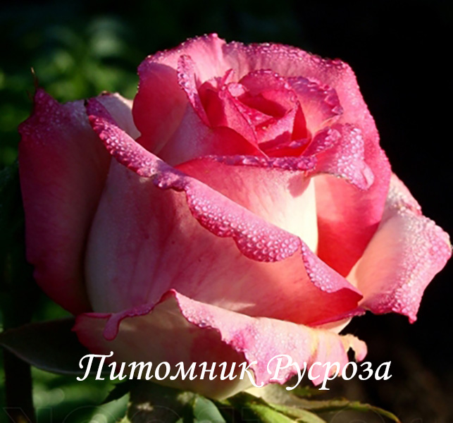 РУССКАЯ КРАСАВИЦА