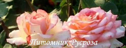 РУССКАЯ КРАСАВИЦА