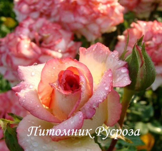 РУССКАЯ КРАСАВИЦА