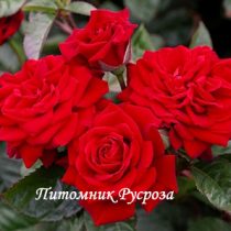 СЕРДЦЕ ДАНКО