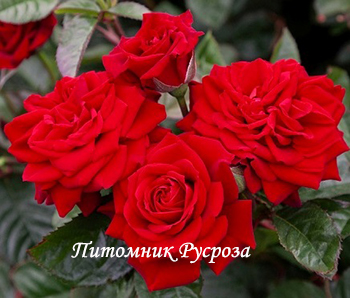 СЕРДЦЕ ДАНКО